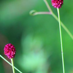 小菅トラウトガーデン 釣果