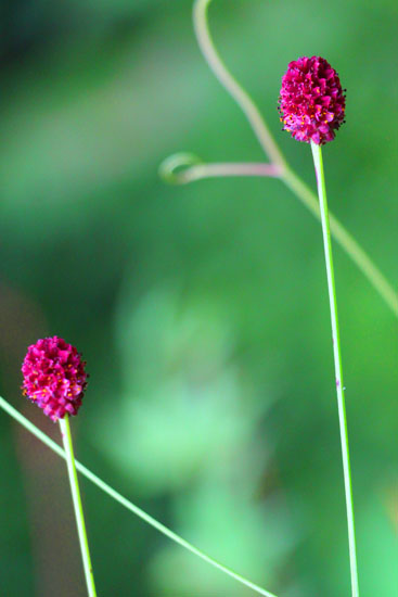 小菅トラウトガーデン 釣果
