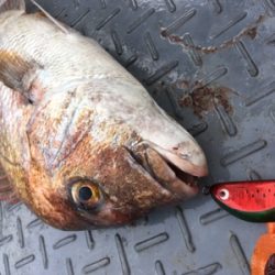 シーモンキー 釣果