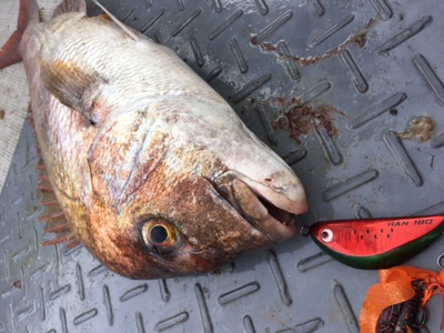 シーモンキー 釣果