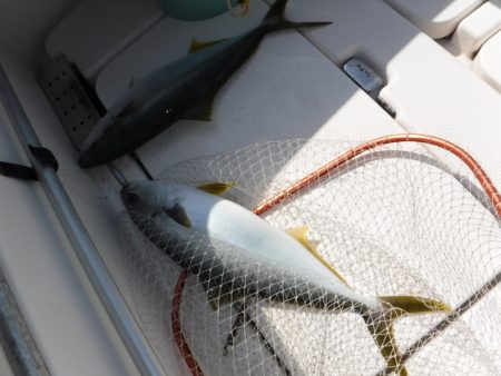 BlueNote Fishing Taxi 釣果