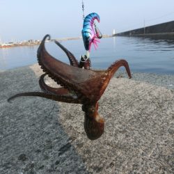 タコ釣りの魅力に夢中！ メガバスTACO-Leモニター投稿