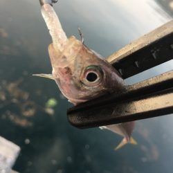 愛媛県宇和海方面アジングにて五目釣り達成～♪【ケロロ氏連載 vol.2】