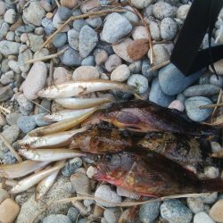 富山県 投げ釣り・穴釣りレポート【きた氏連載 vol.2】