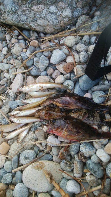 富山県 投げ釣り・穴釣りレポート【きた氏連載 vol.2】