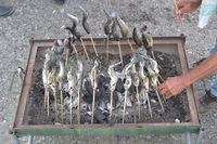 秩父フライフィールド 釣果