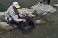 秩父フライフィールド 釣果