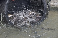 秩父フライフィールド 釣果