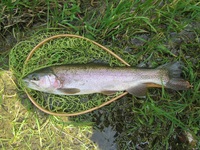 秩父フライフィールド 釣果