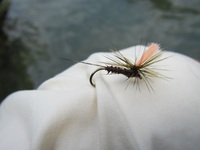 秩父フライフィールド 釣果