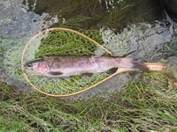 秩父フライフィールド 釣果