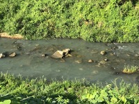 秩父フライフィールド 釣果