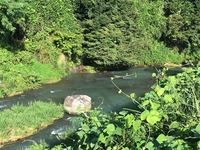 秩父フライフィールド 釣果