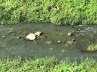 秩父フライフィールド 釣果