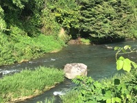 秩父フライフィールド 釣果