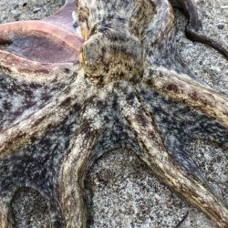 メガバスタコ−レで1キロ超のタコ！INしまなみ　 メガバスTACO-Leモニター投稿