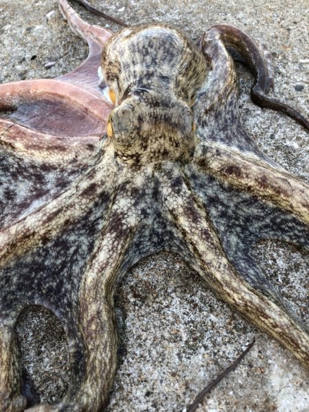 メガバスタコ−レで1キロ超のタコ！INしまなみ　 メガバスTACO-Leモニター投稿