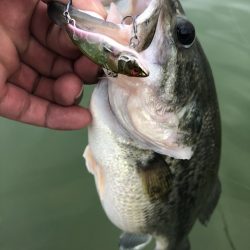 北陸唯一石川県のブラックバス管理釣り場『ドリームレイク』釣行レポート【モコ氏連載 vol.2】