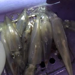 石川県金沢沖イカメタルでアカイカ（ケンサキイカ）釣行レポート【モコ氏連載 vol.3】