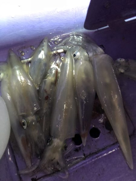 石川県金沢沖イカメタルでアカイカ（ケンサキイカ）釣行レポート【モコ氏連載 vol.3】