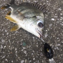 ナダのクロダイ専用ルアーでキビレ&シーバス　nadarチニングモニター投稿