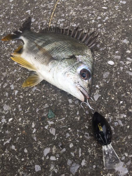 ナダのクロダイ専用ルアーでキビレ&シーバス　nadarチニングモニター投稿