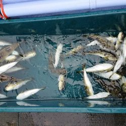 小樽港遊漁船SHAKE 釣果