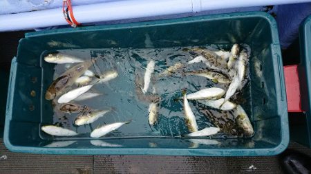 小樽港遊漁船SHAKE 釣果