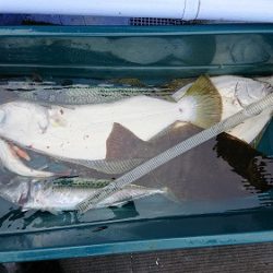 小樽港遊漁船SHAKE 釣果