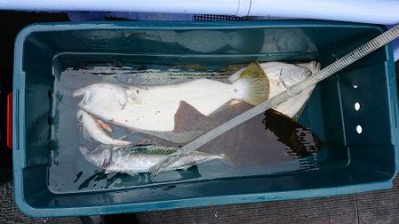 小樽港遊漁船SHAKE 釣果