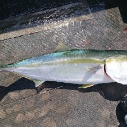 小樽港遊漁船SHAKE 釣果