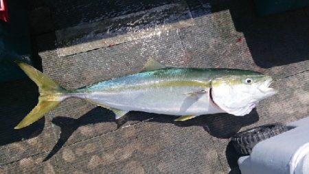 小樽港遊漁船SHAKE 釣果