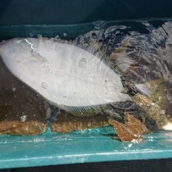 小樽港遊漁船SHAKE 釣果