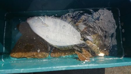 小樽港遊漁船SHAKE 釣果