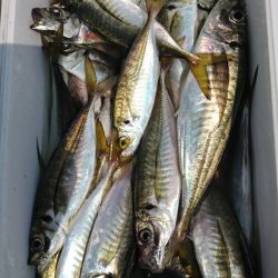 金沢八景鴨下丸 釣果