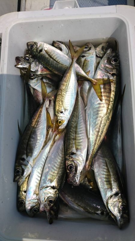 金沢八景鴨下丸 釣果