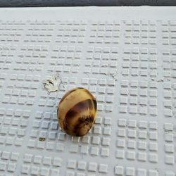 タイラバ遊漁船 ワンピース 釣果