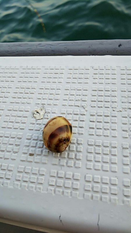 タイラバ遊漁船 ワンピース 釣果