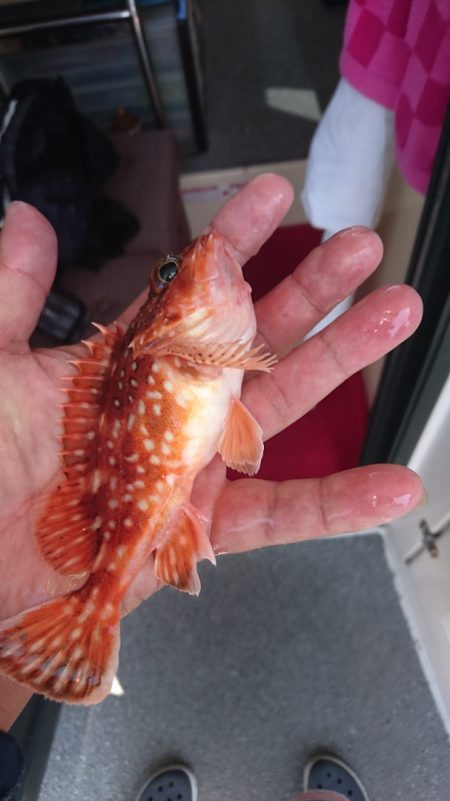 ARCADIAⅡ (アルカディアⅡ) 釣果