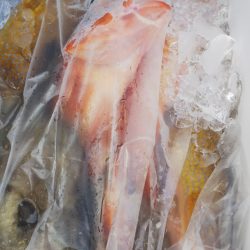 第二龍勢丸 釣果