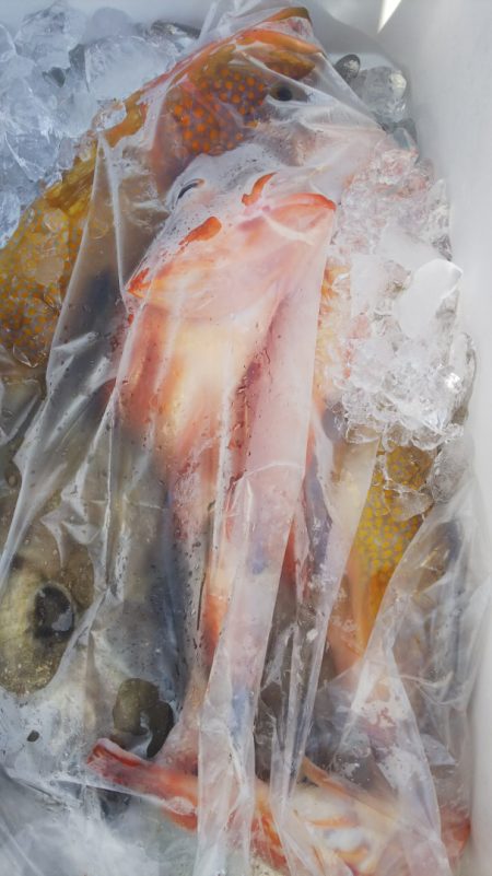 第二龍勢丸 釣果