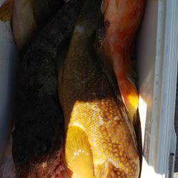 第二龍勢丸 釣果