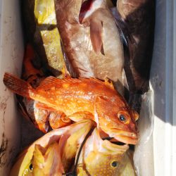 第二龍勢丸 釣果