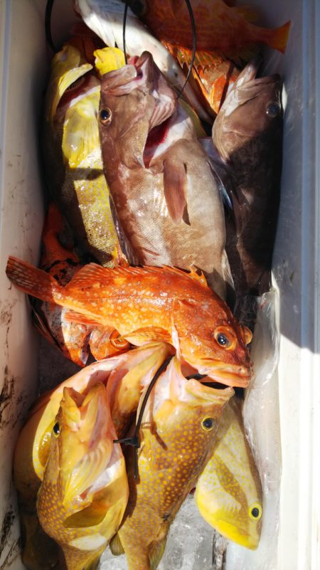 第二龍勢丸 釣果