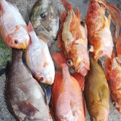 第二龍勢丸 釣果