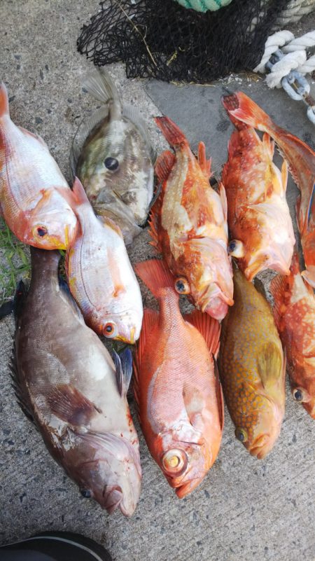 第二龍勢丸 釣果