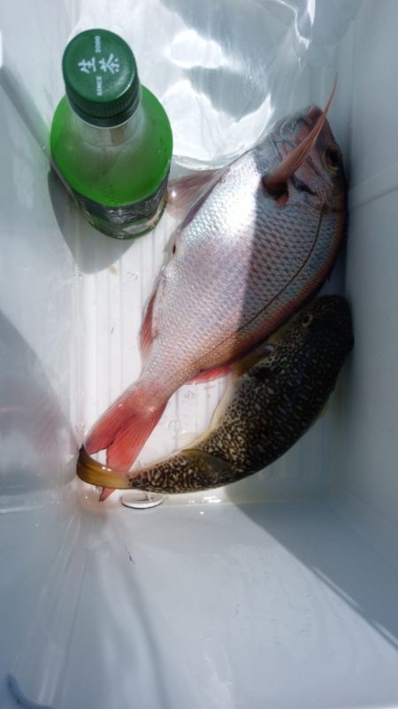富士丸 釣果