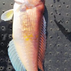 第二龍勢丸 釣果