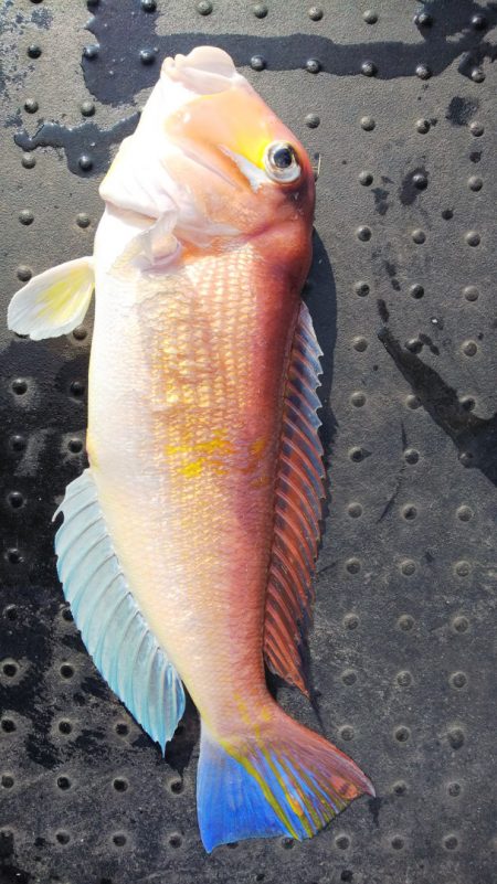 第二龍勢丸 釣果