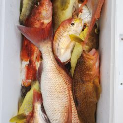 第二龍勢丸 釣果